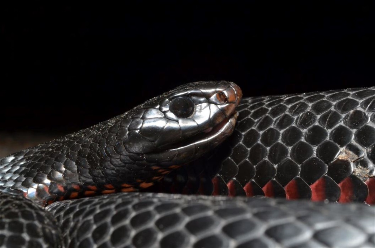 A Grass Snake Plays Dead on a Cold Autumn Day