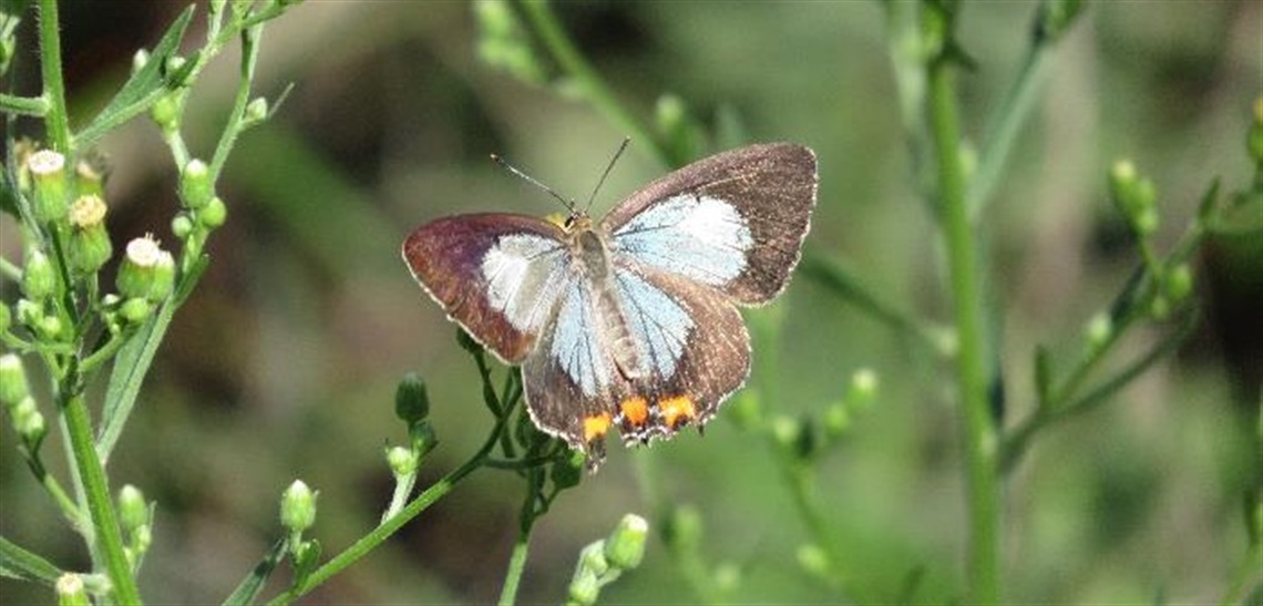 Imperial hairstreak butterfly - m.ellison