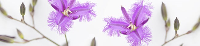 Fringe Lily (Thysanotus tuberosus)