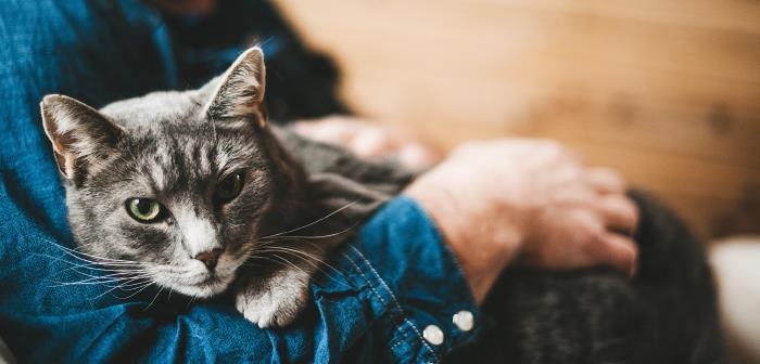 Person wearing a blue shirt and holding a cat in their lap
