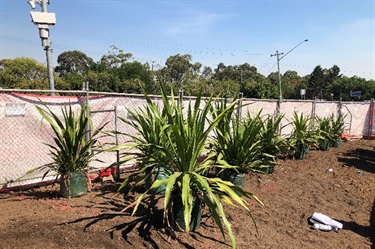 Billabong New Plantings Entry Feature