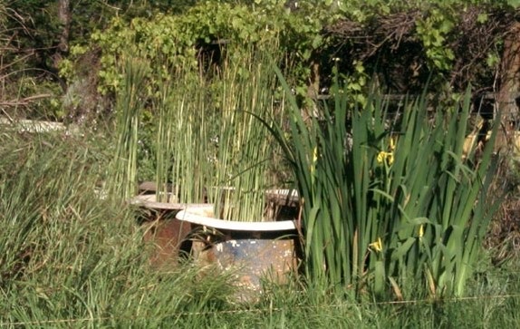 Above Ground Pond