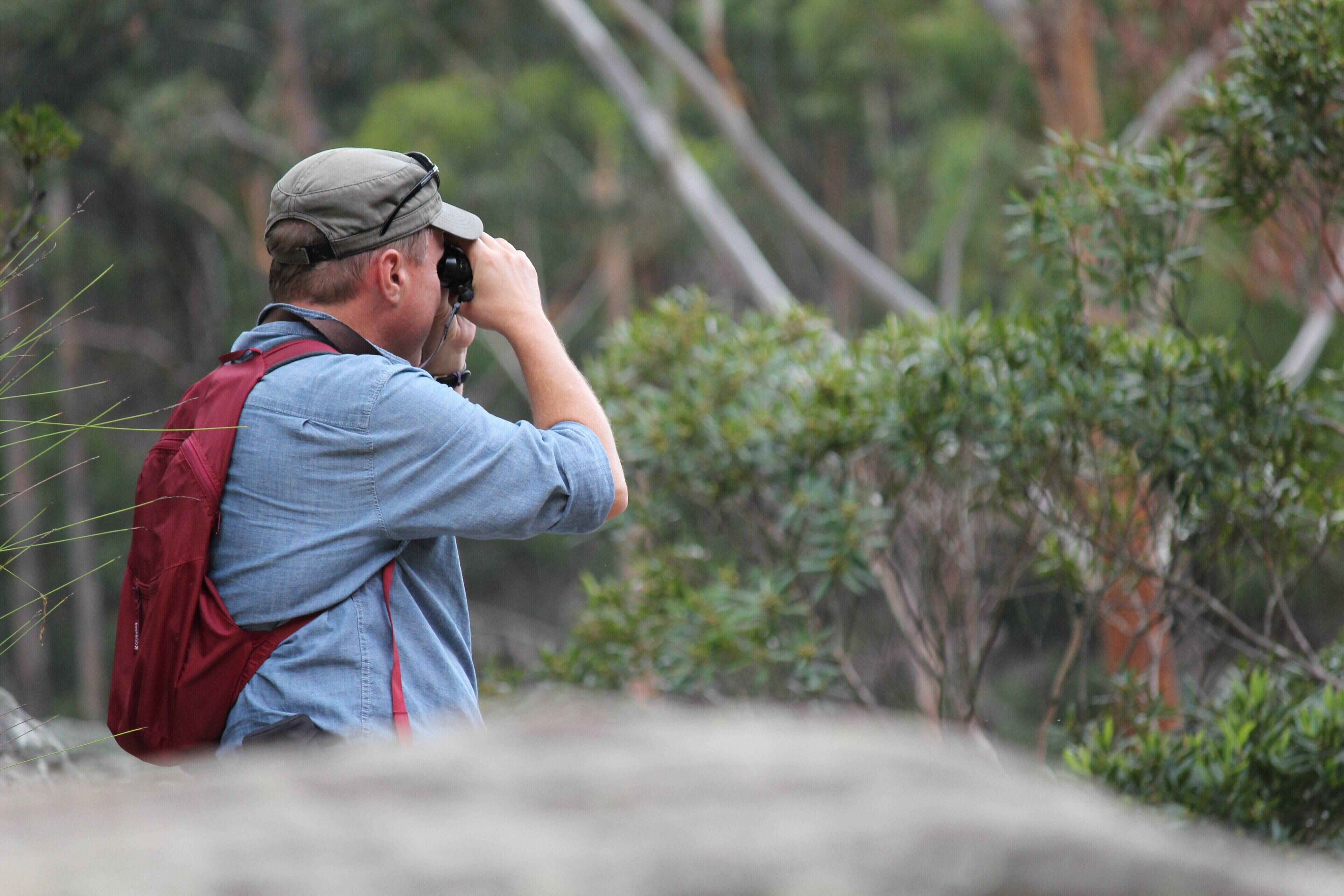 Man birdwatching with binoculars in the bush Man birdwatching with binoculars in the bush