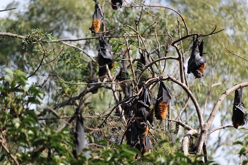 Flying Foxes in a tree