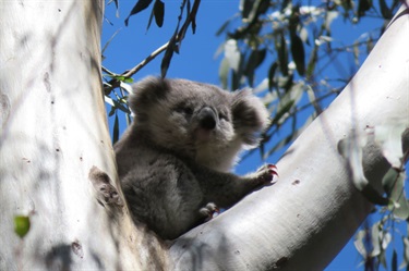 Koala joey taking its first solo snooze in Fifth Avenue Reserve