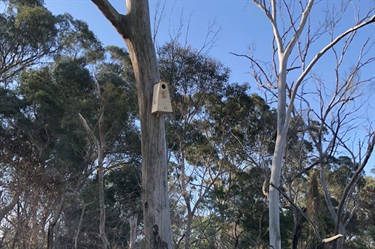 Loftus Reserve Large nest box installed for fauna