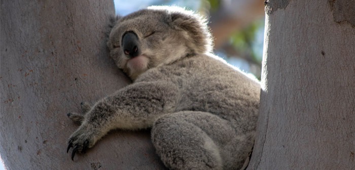 Koala hugging a tree while sleeping