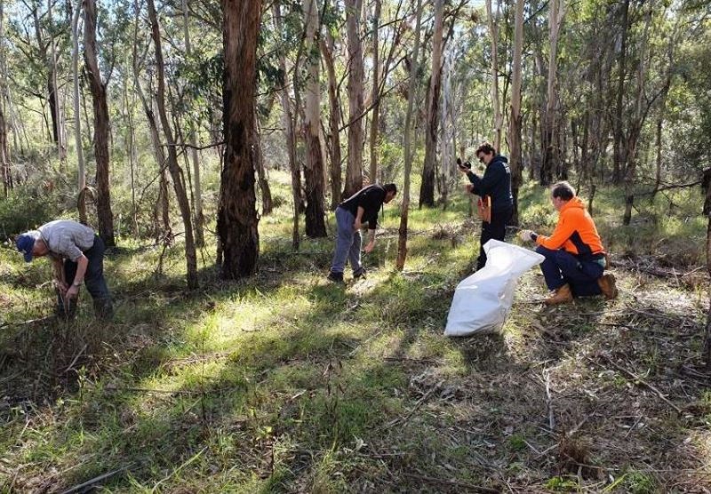 Photo of bushcare group removing weeds