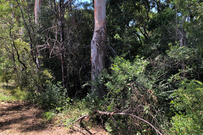 Loftus Reserve Pre-weed control in May 2019