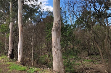 Loftus Reserve Post primary weed control in October 2019