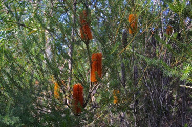 The park is a haven for a range of native plants