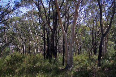 Many important species can be found here, including scribbly gum