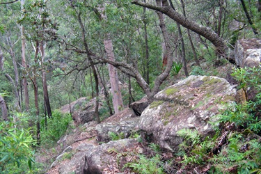 There's plenty of beautiful native busland to explore