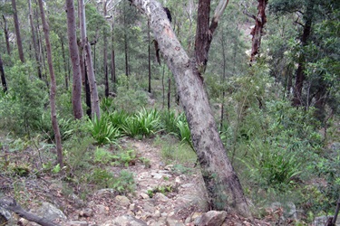 Endangered forests such as scribbly gums and grey gums populate the reserve