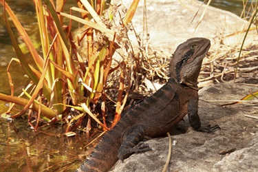 Water dragons also call the reserve home. Elvie Purss, Nature Photo Competition 2014