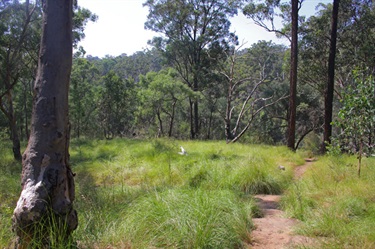 Follow the short trail down the Ingleburn Weir