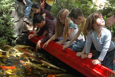 The koi pond is always a favourite with kids