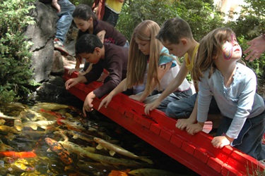 The koi pond is always a favourite with kids