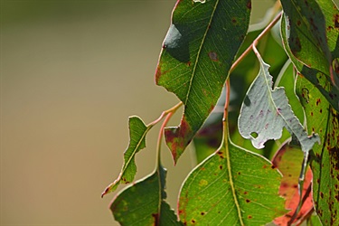 There's five different types of forests in Keith Longhurst Reserve