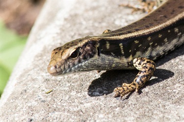 A variety of different native animals call the reserve home