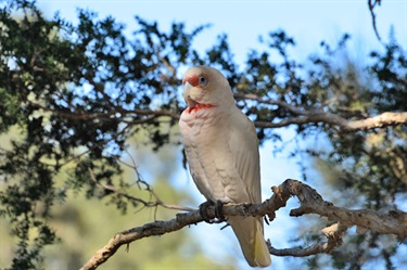 Lots of native birds call the reserve home