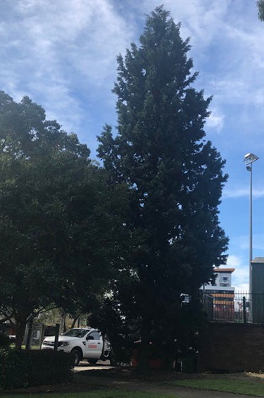 A Gallipoli pine marked with a plaque, honours the sacrifices of Australian men and women in all conflicts, and the unknown soldier who forever remains on foreign soil