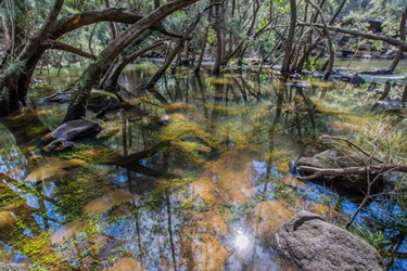 Lots of native animals call Nepean River Reserve home