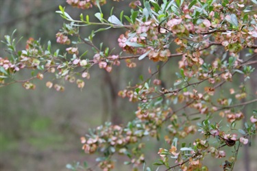 There is also a range of stunning flora