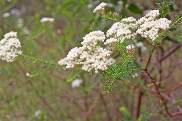 These attract native wildlife, making Noorumba a sanctuary for animals big and small