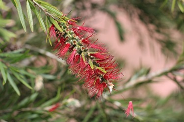 Simmos Beach is a thriving bushland reserve featuring an abundance of native species. Cherie Redmond, Nature Photo Competition 2014