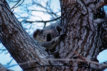 Don't forget to look up! You'll never know when you may see a koala. Britney D'Souza, Nature Photo Competition 2015