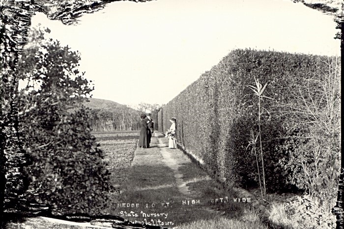 campbelltown-and-airds-historical-society_state-nursery-1880s.jpg