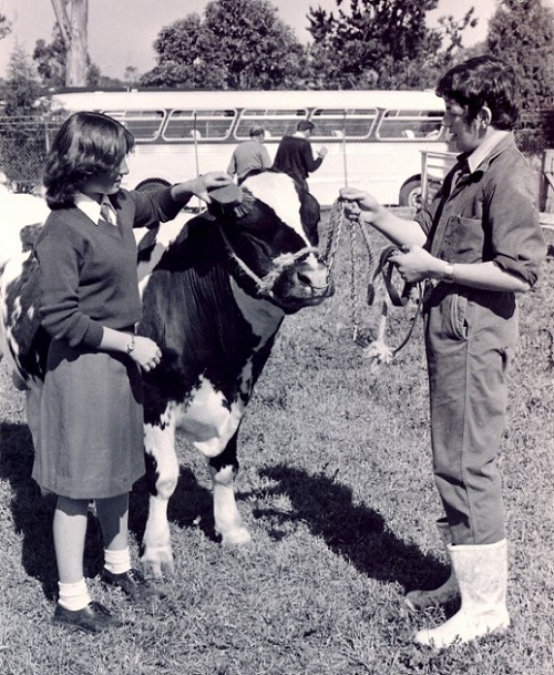 Students tending to a cow at Hurlstone Park Agricultural School