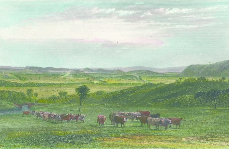 The Cowpastures, green fields and herds of wild cattle