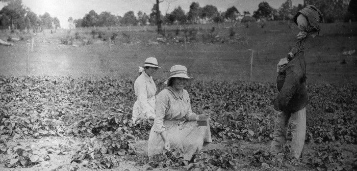 old photograph of women picking crops in a field 