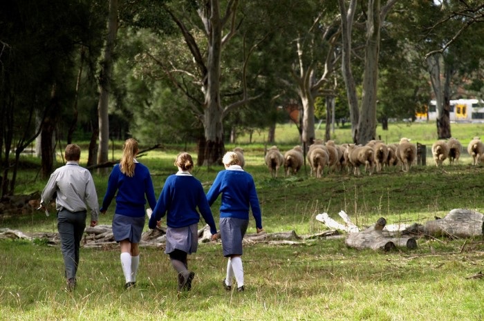 Students on the Hurlestone Agricultural School Farm 