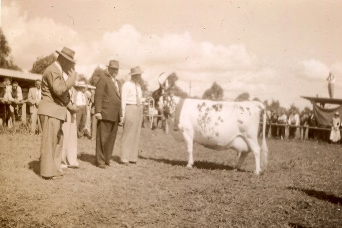 Men judging Cattle at the show
