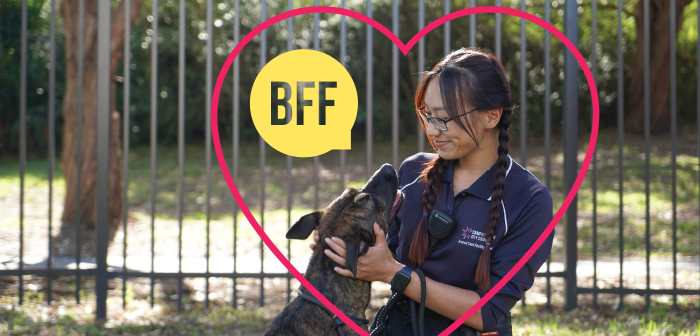 Web-banner-World-Pet-Day-700x366.jpg