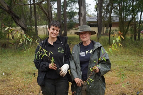Koala Food Tree WEB.JPG