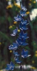 Image of an upright blue dotted sun orchid