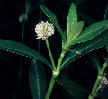 Alligator Weed