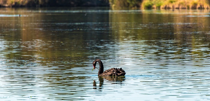 Black Swan