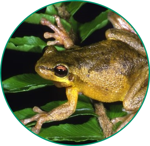 Bleating Tree Frog