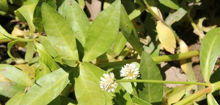 Alligator weedflower