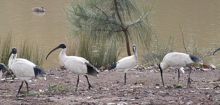 Australian White Ibis