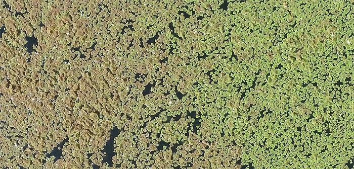 Azolla weed