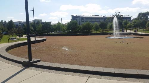 Azolla growing at Park Central