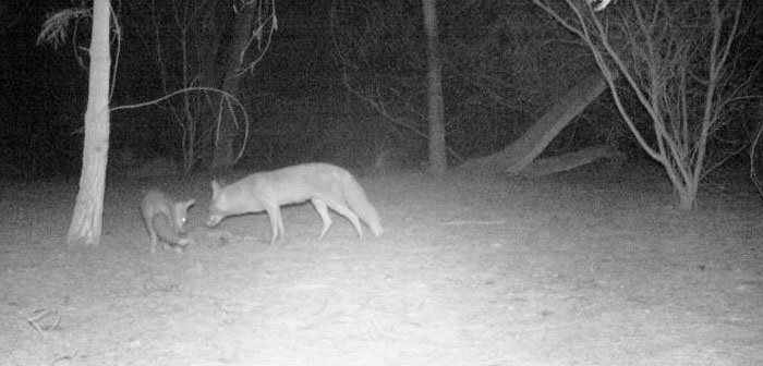 Two foxes wandering through bushland in the night