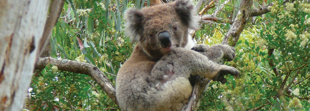 Koala sitting in a gum tree