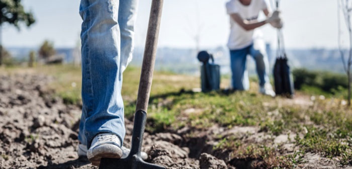 Digging hole for tree with shovel